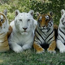 Схема вышивки «tigrai»