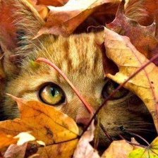 Схема вышивки «кот»