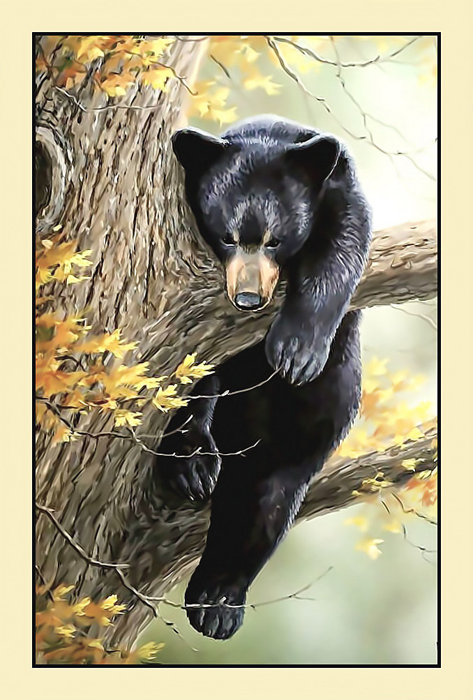 Мишка на дереве. - медведь, лес, осень, деревья. - оригинал