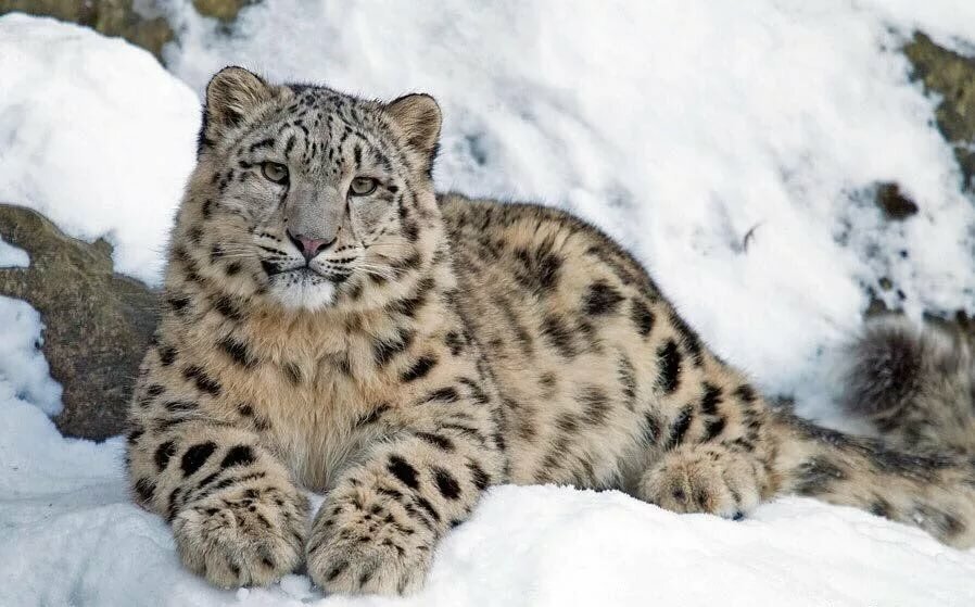 Барс на снегу - животные, барс, ирбис - оригинал