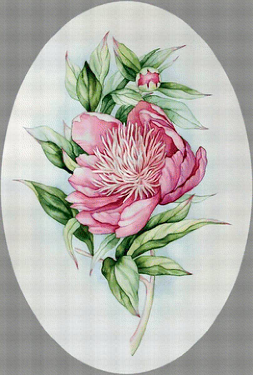 Пион. - цветок, пион. - предпросмотр