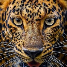 Схема вышивки «Леопард»