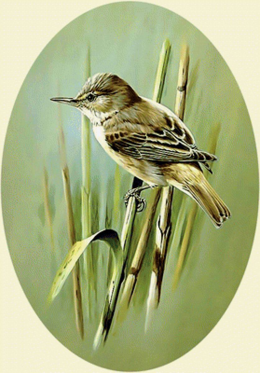 Птичка. - птичка. - предпросмотр