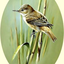 Схема вышивки «Птичка.»