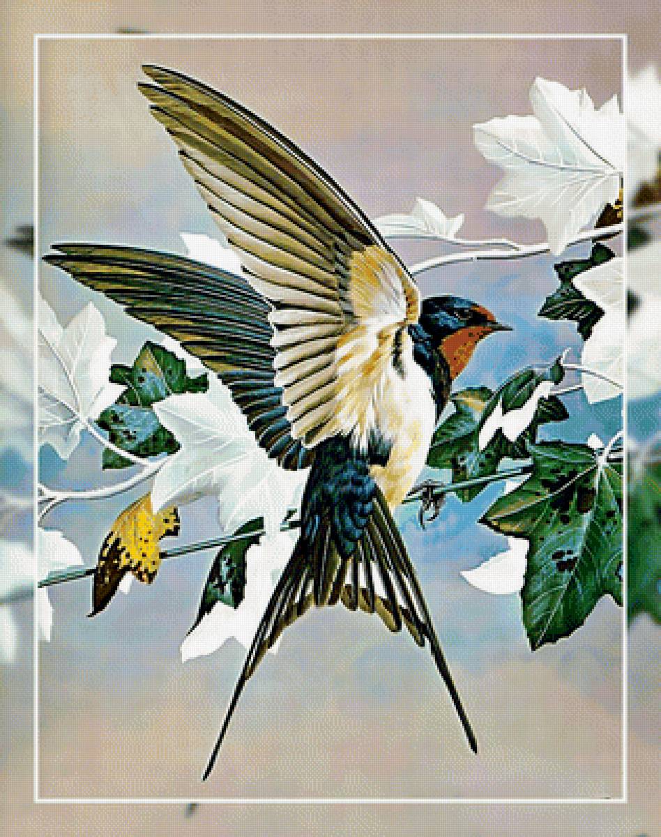 Ласточка. - ласточки., птицы - предпросмотр