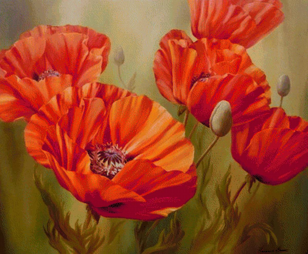 Маки - цветы - предпросмотр