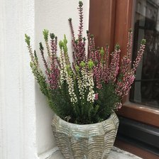 Схема вышивки «Вереск»