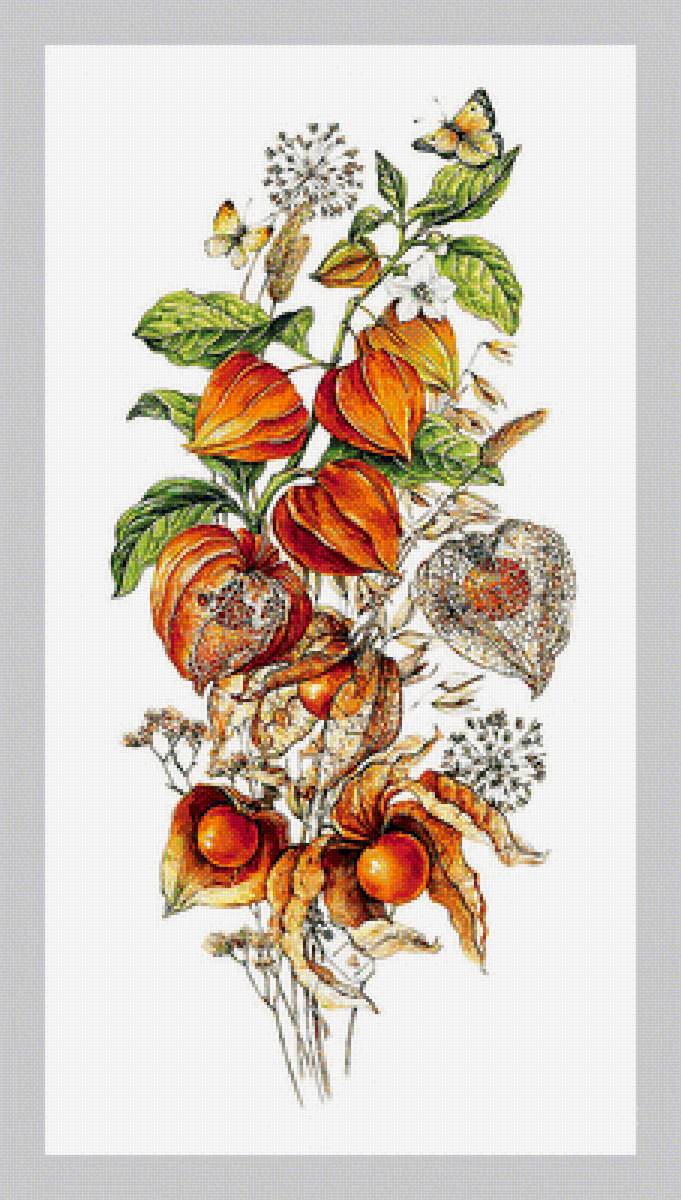 Физалис. - ягоды, физалис., букет - предпросмотр