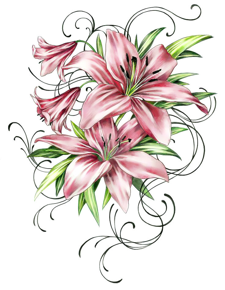 Розовая лилия. - лилия., цветы - оригинал