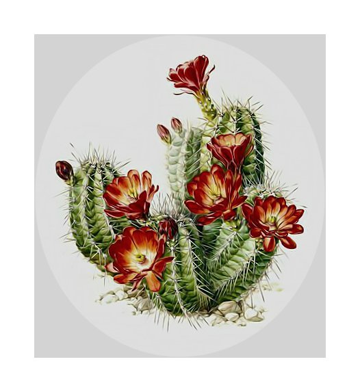 Кактус. - кактус., цветок - оригинал