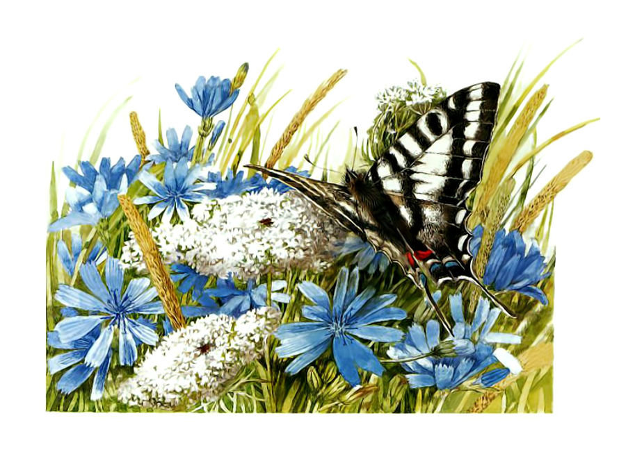 Бабочка и васильки. - васильки., цветы, бабочка - оригинал