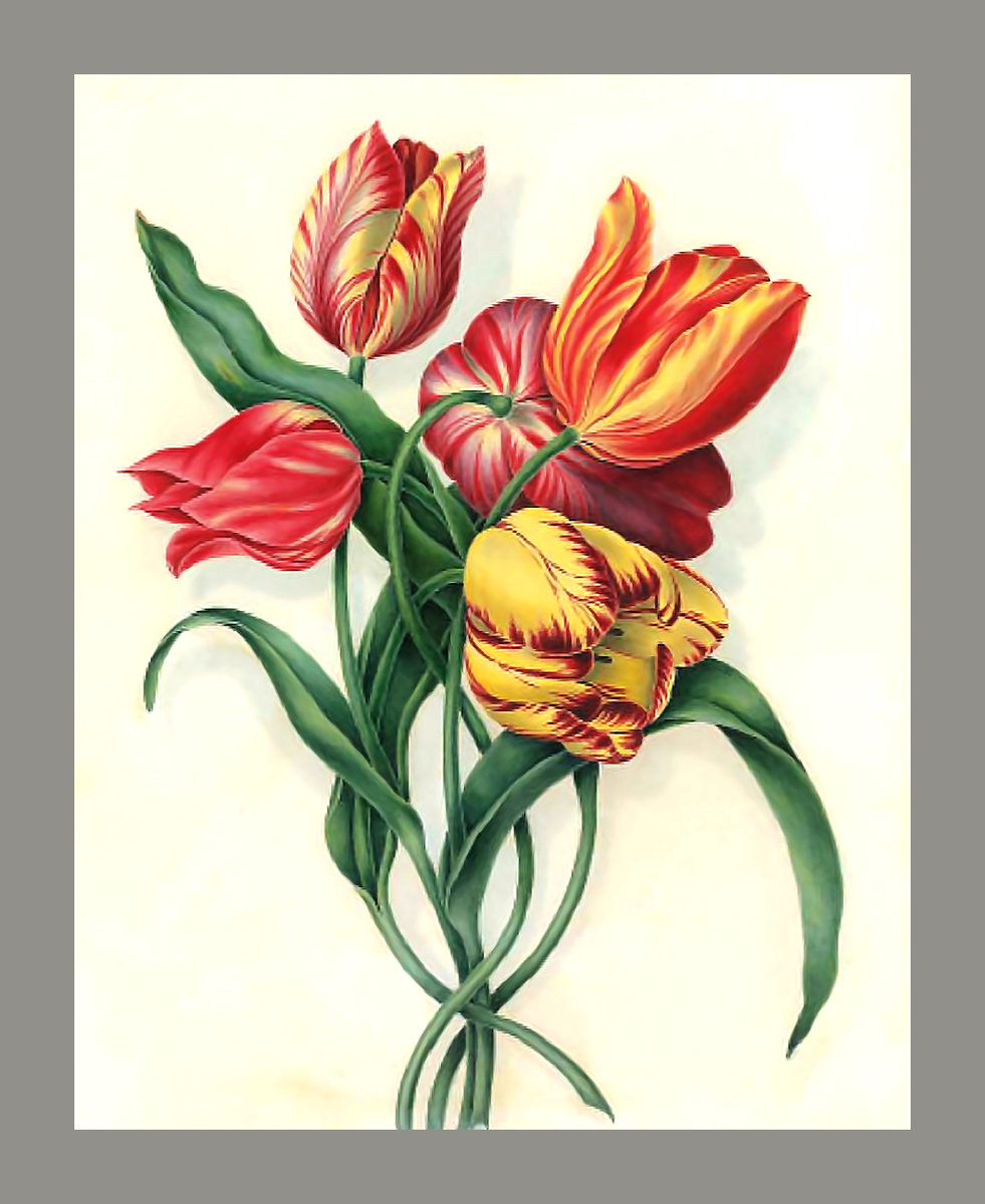 Серия "Тюльпаны" - флора, тюльпаны, цветы - оригинал