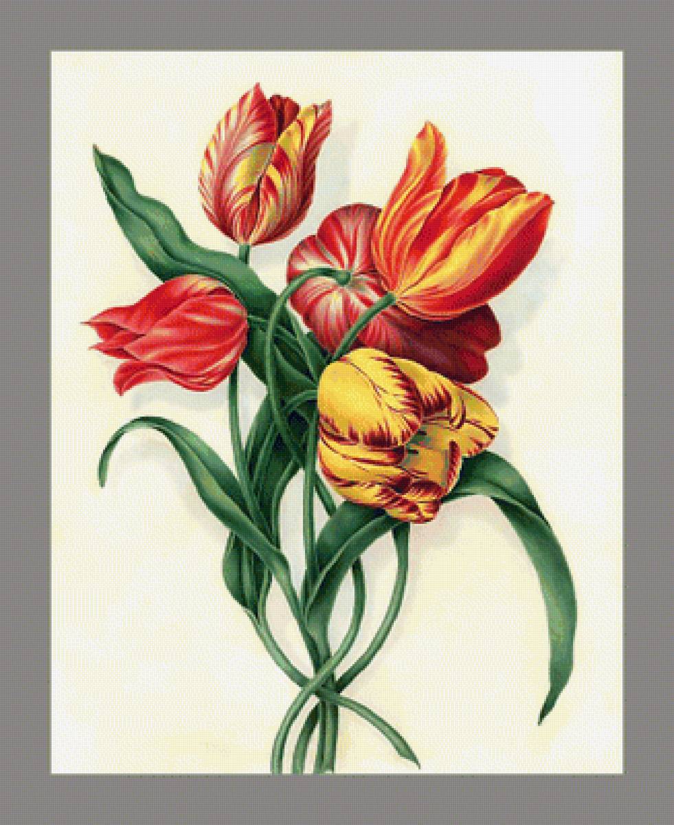 Серия "Тюльпаны" - цветы, тюльпаны, флора - предпросмотр