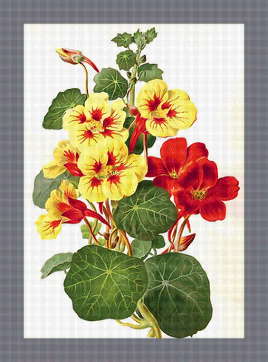 Серия "Настурции" - флора, настурции, цветы - предпросмотр