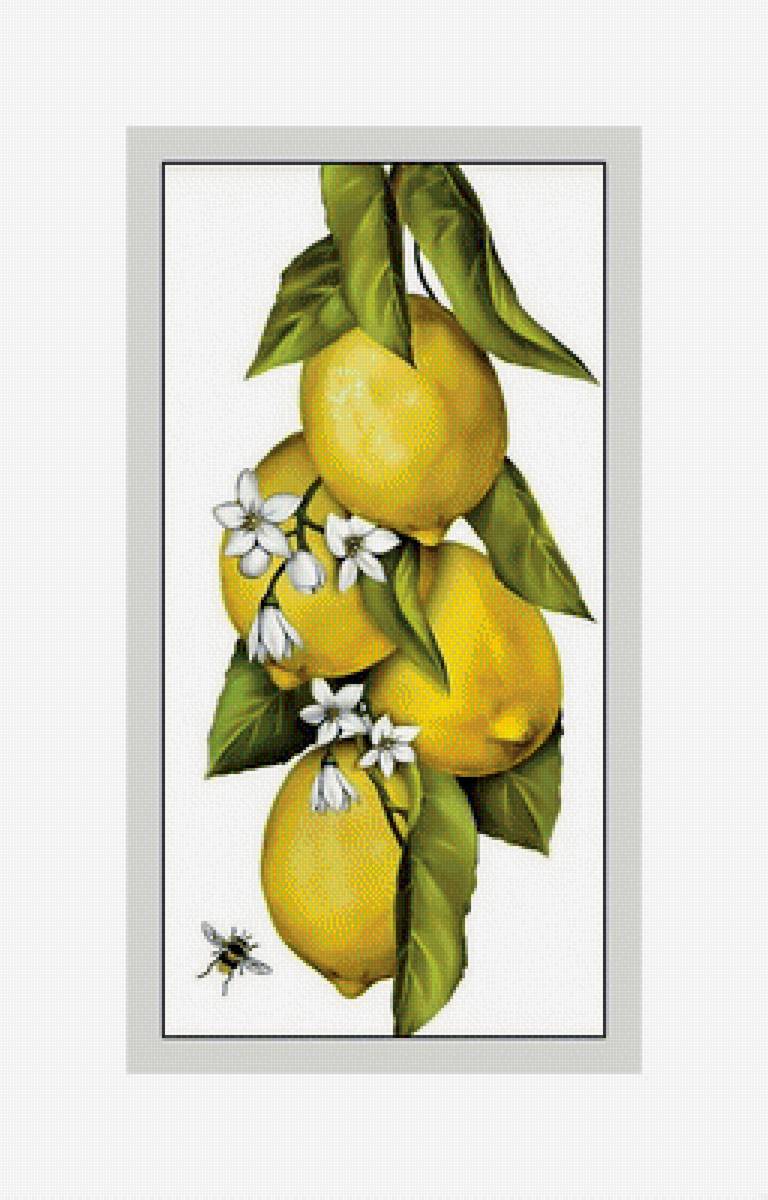 Лимоны. - пчела, лимоны., цветы, фрукты - предпросмотр