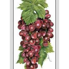 Схема вышивки «Виноградная гроздь.»