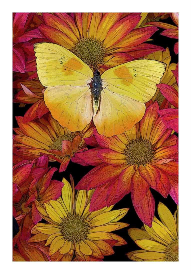 Цветы и бабочка. - яркие, цветы, бабочка. - оригинал