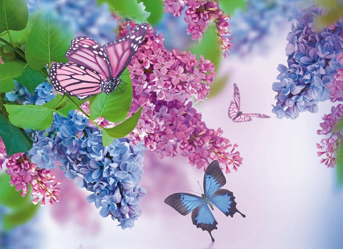 Бабочки - оригинал