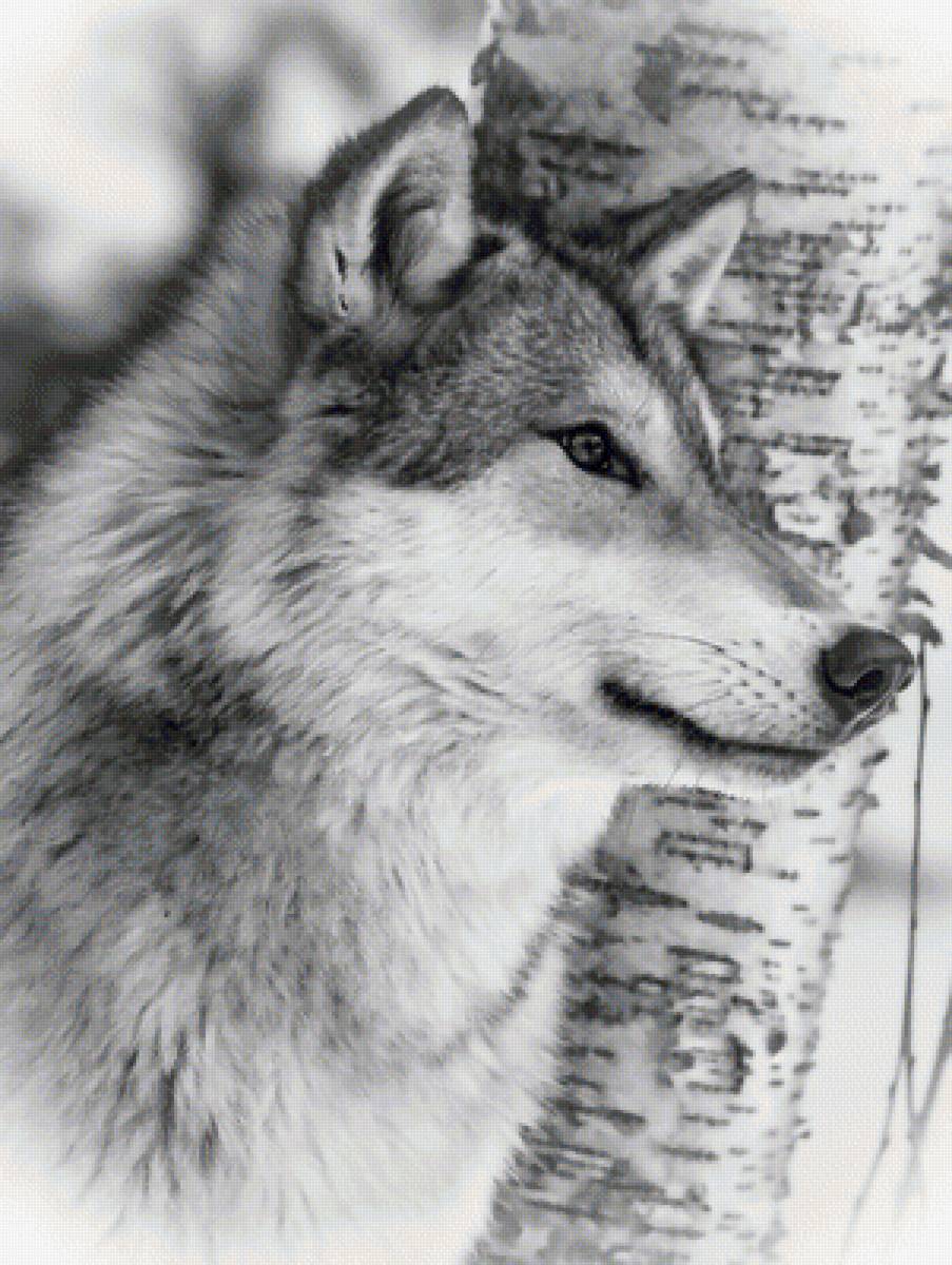 №1955528 - хищники, животные, волки - предпросмотр