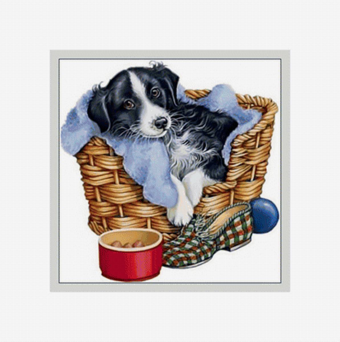 Рядом любимый тапочек:) - мяч., тапок, корзина, миска, собака - предпросмотр