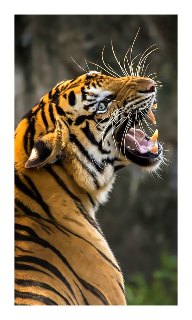 Тигр. - животные., хищник, тигр - оригинал