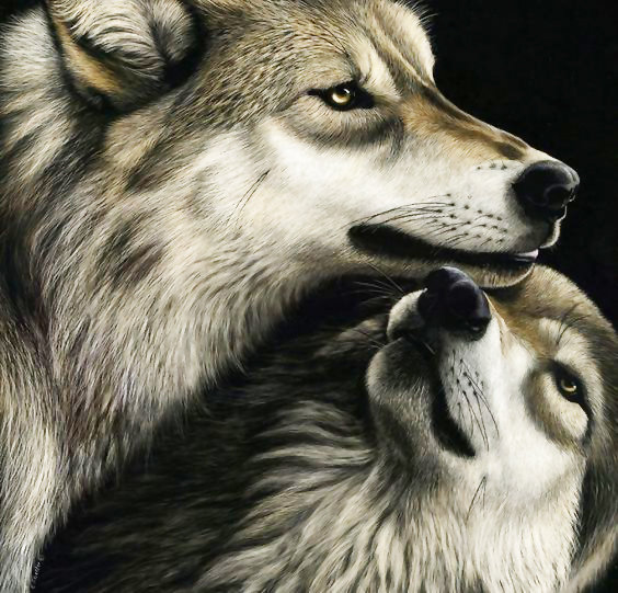 №1956019 - животные, хищники, волки - оригинал