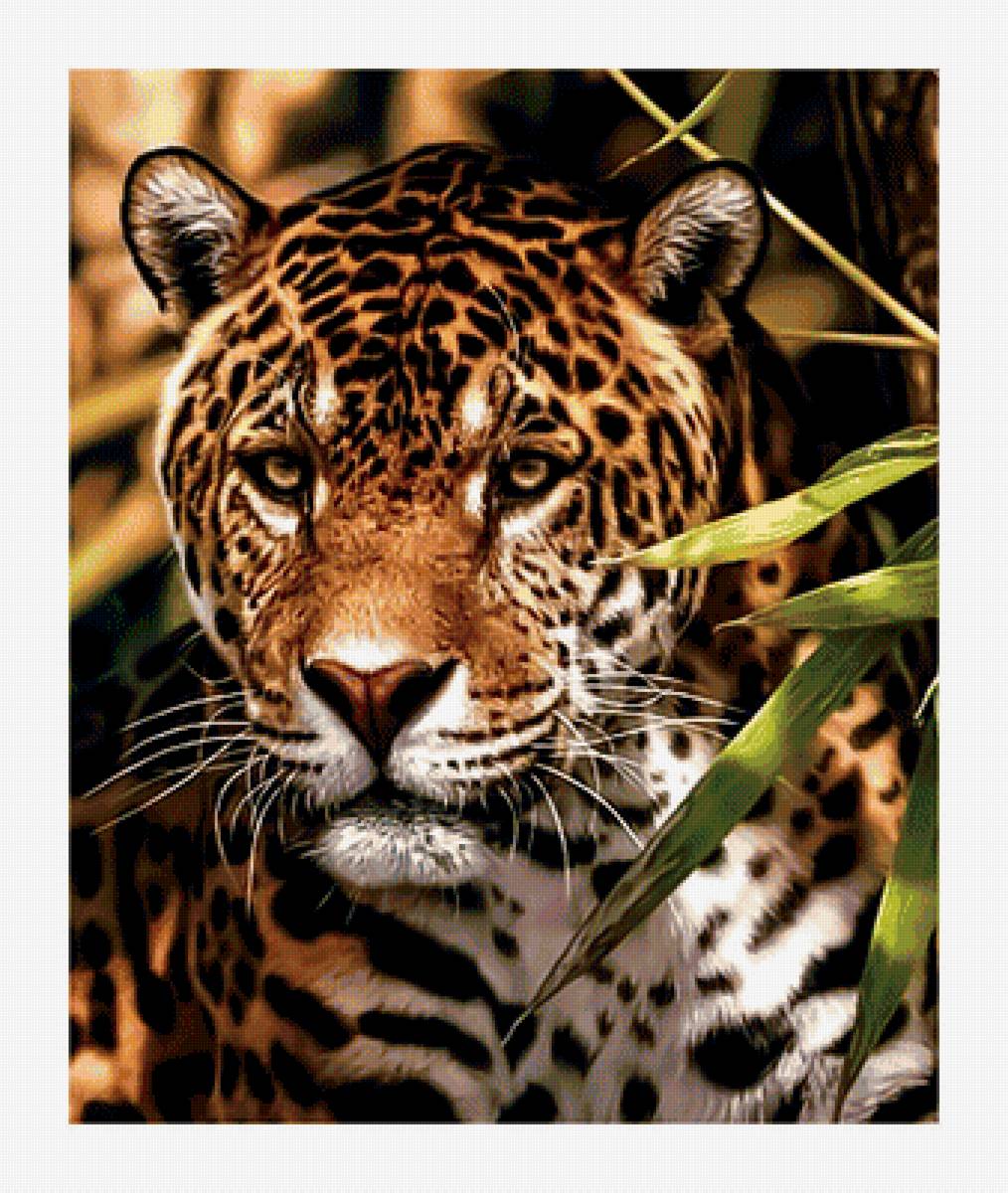 Леопард. - хищник., леопард - предпросмотр