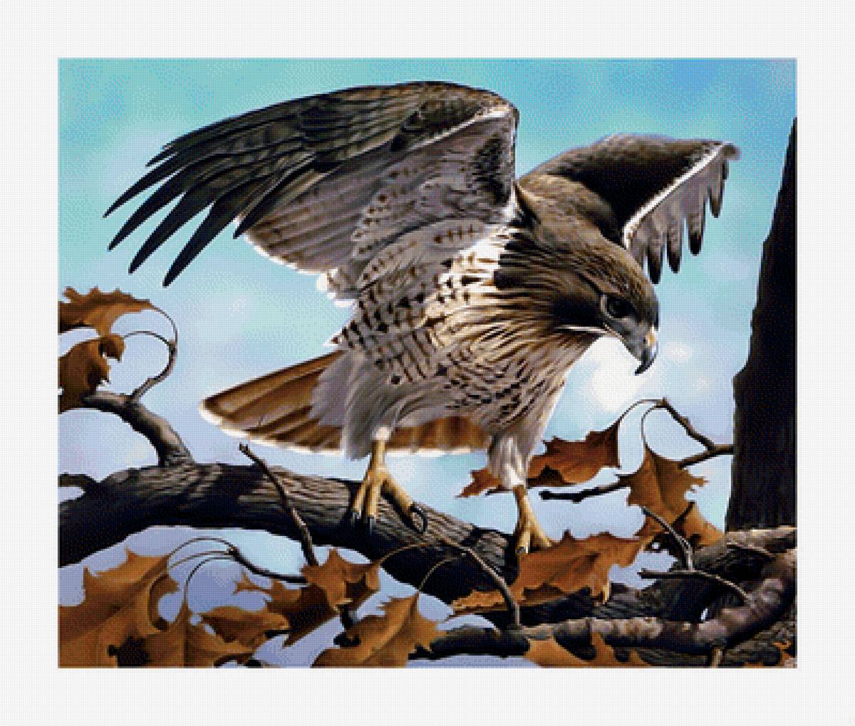 Хищная птица. - сокол, хищник., птица - предпросмотр