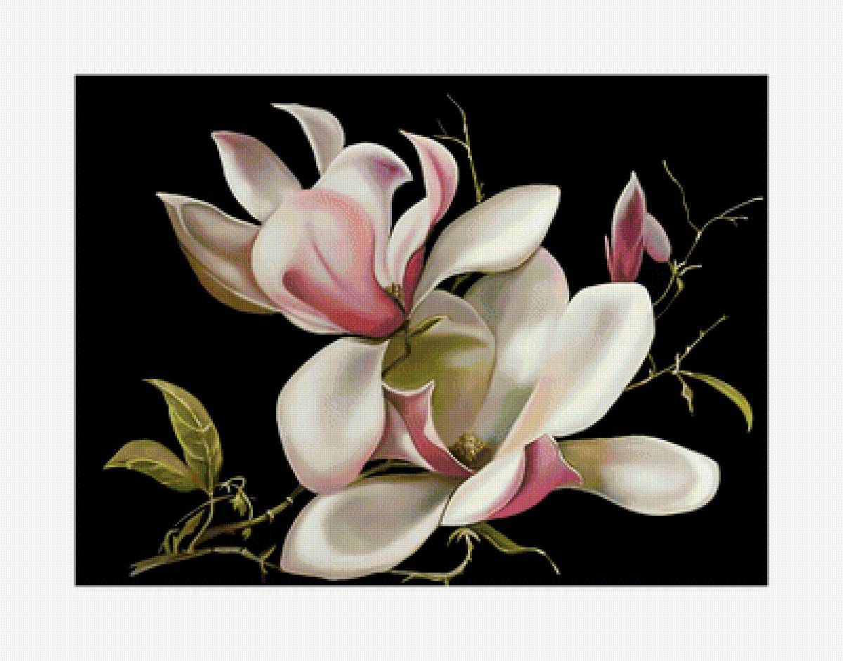 Магнолия. - магнолия., цветок - предпросмотр