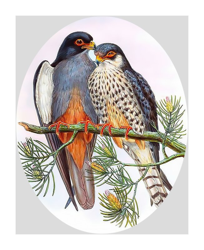 Птички на ветке. - птицы. - оригинал