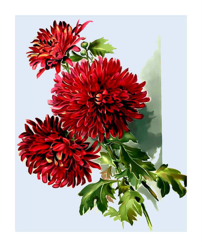 Красные хризантемы. - хризантемы., букет, цветы - оригинал