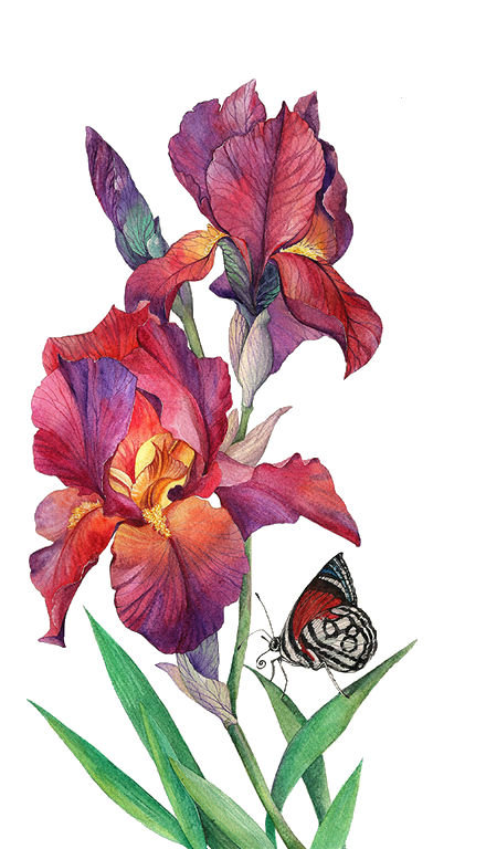 Бабочки и ирисы - ирисы, цветы - оригинал