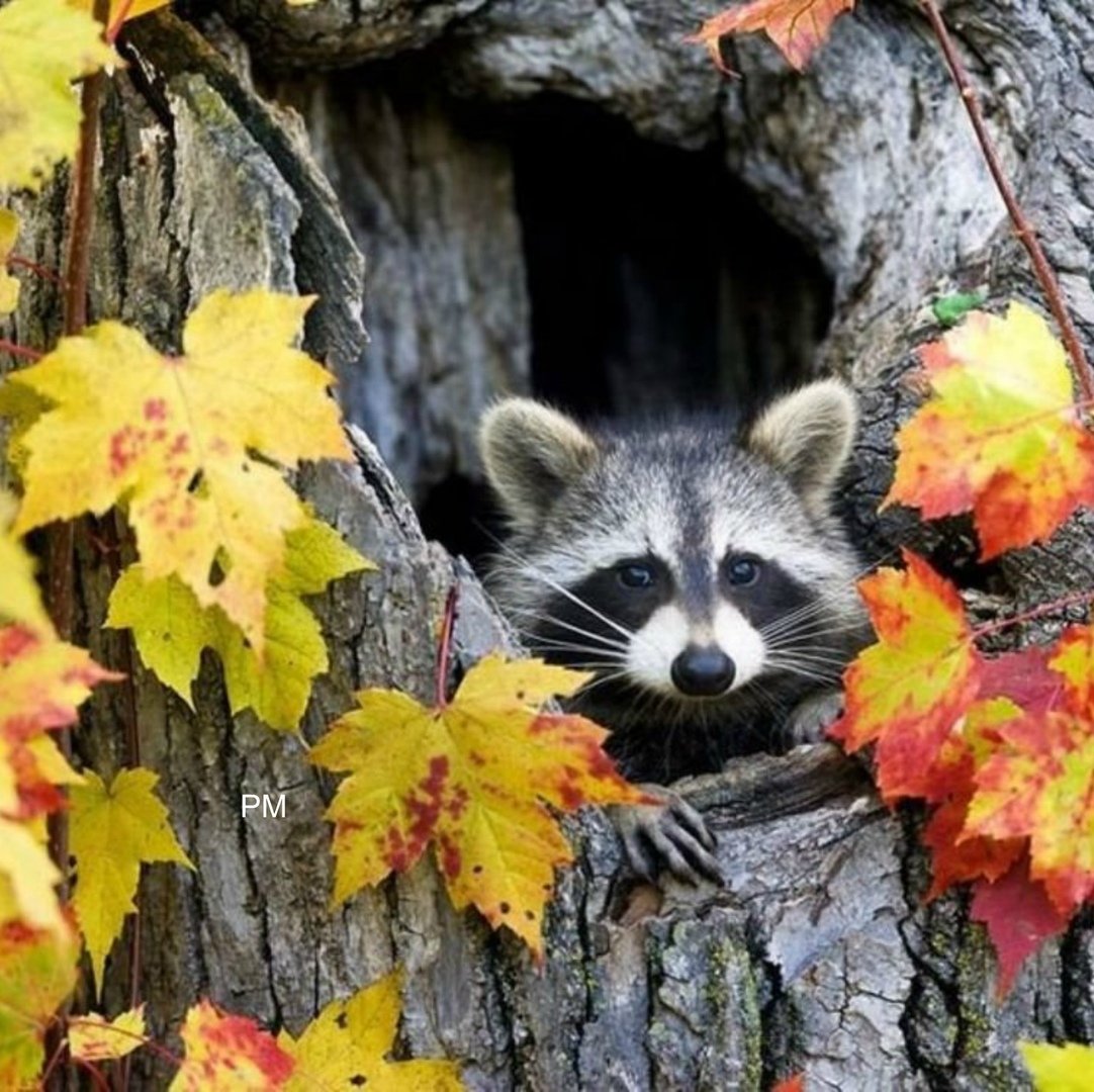 енот - оригинал