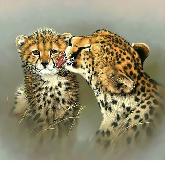 Гепарды. - хищник., гепард, котенок - оригинал