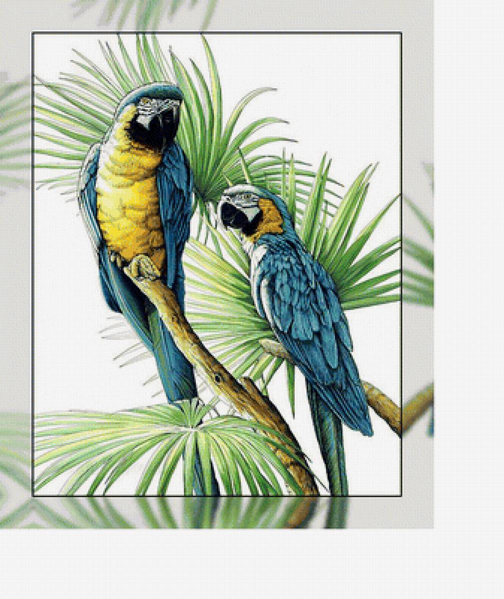 Попугаи. - птицы, попугаи. - предпросмотр