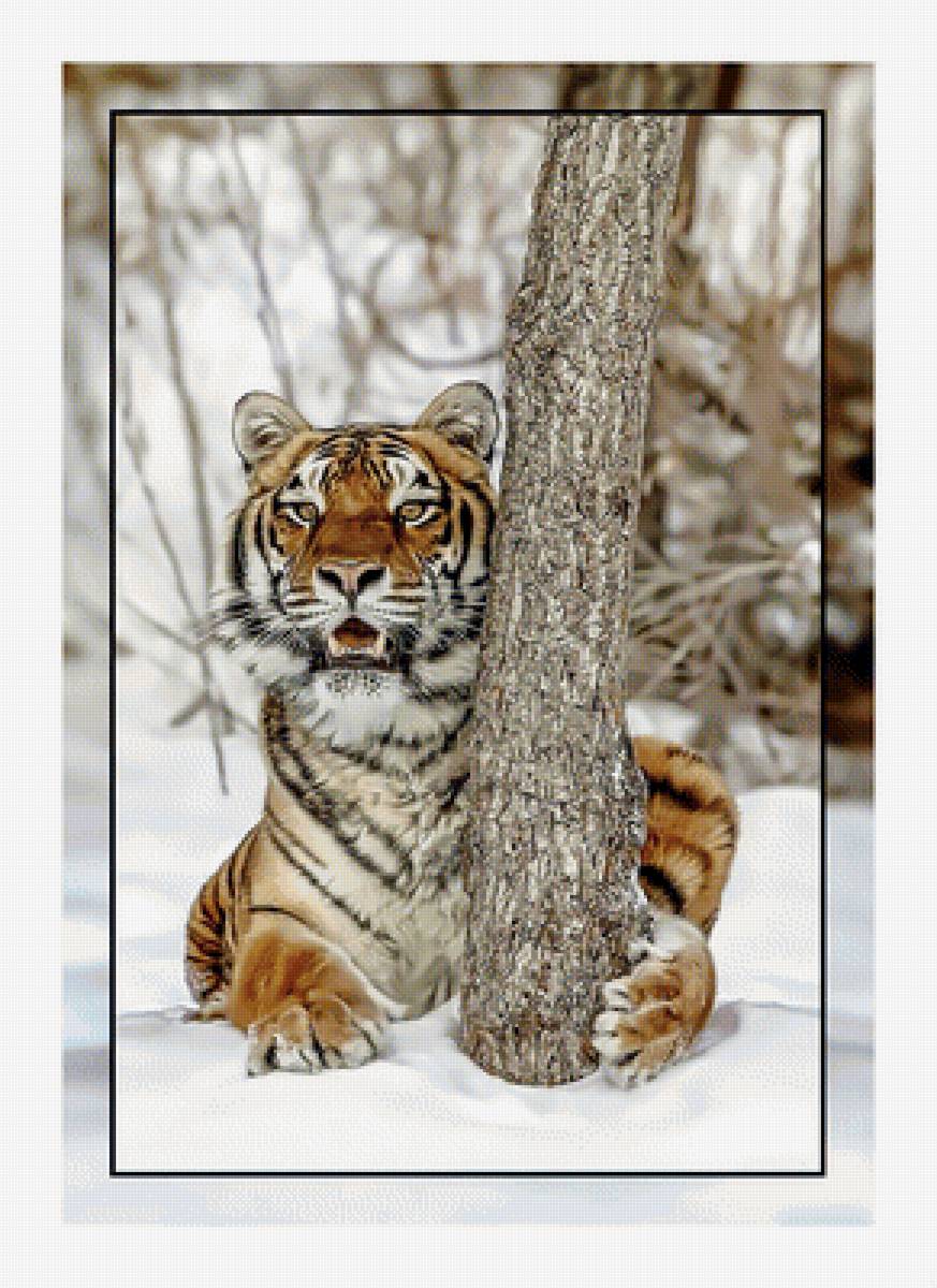 Амурский тигр. - хищник., природа, амурский, тигр - предпросмотр