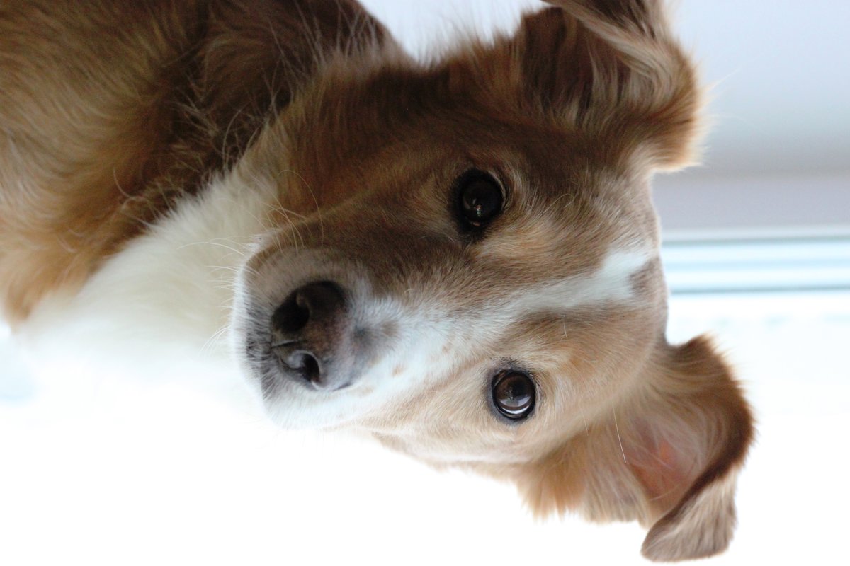 Элвис - элвис - оригинал