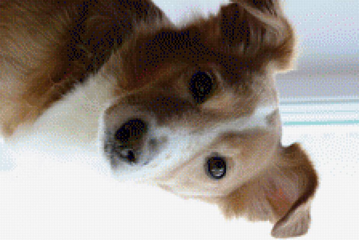 Элвис - элвис - предпросмотр