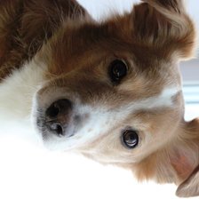 Схема вышивки «Элвис 2»