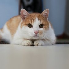 Схема вышивки «Чубайс»