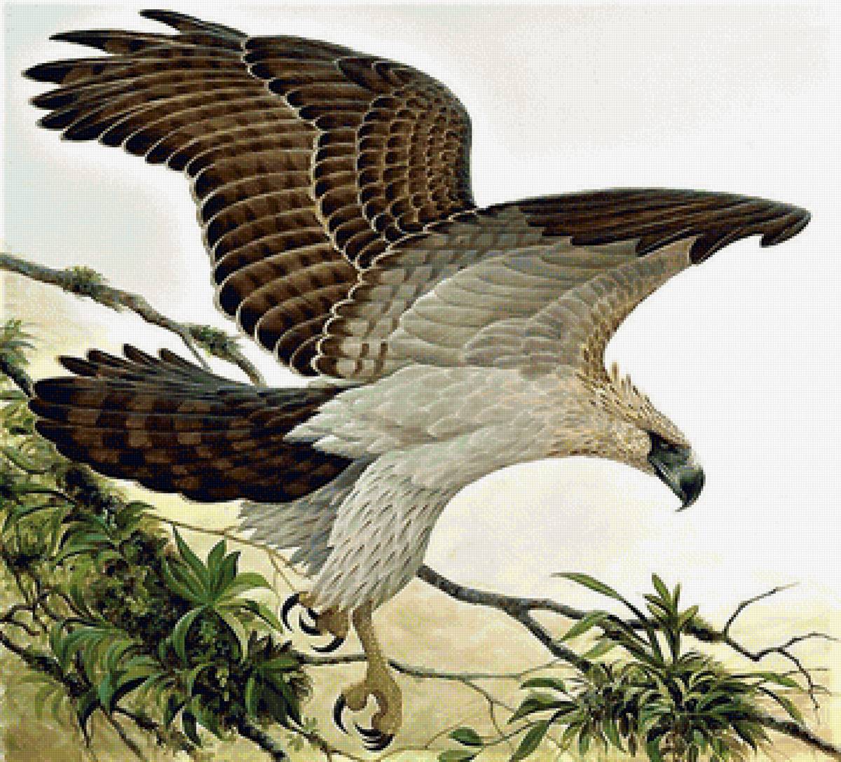 птица - птицы - предпросмотр