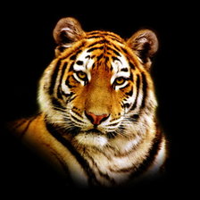 портрет тигра на черном