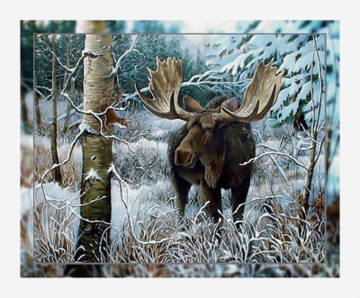 Лось в зимнем лесу. - снег, лось., пейзаж, белка, зима, лес - предпросмотр