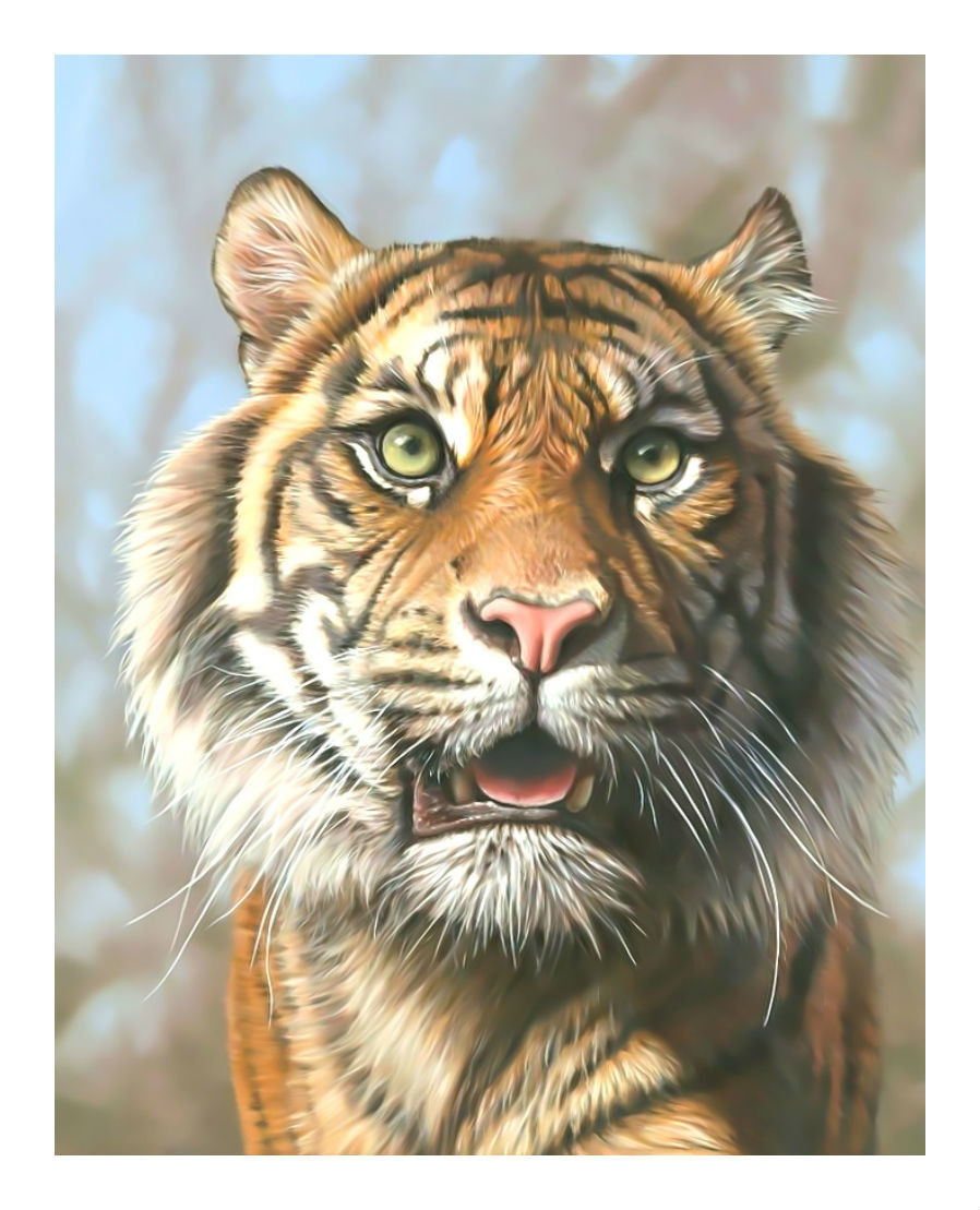 Взгляд тигра. - взгляд., хищник, тигр - оригинал