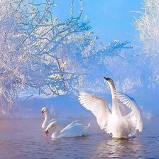 Схема вышивки «Лебедь»