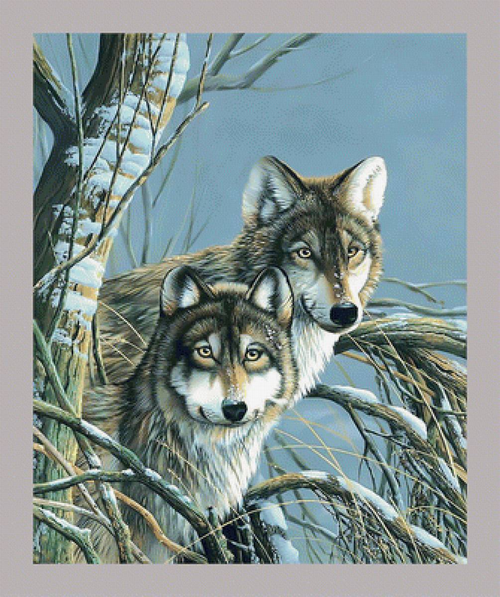 Волки. Пара. - хищник, лес., волки - предпросмотр