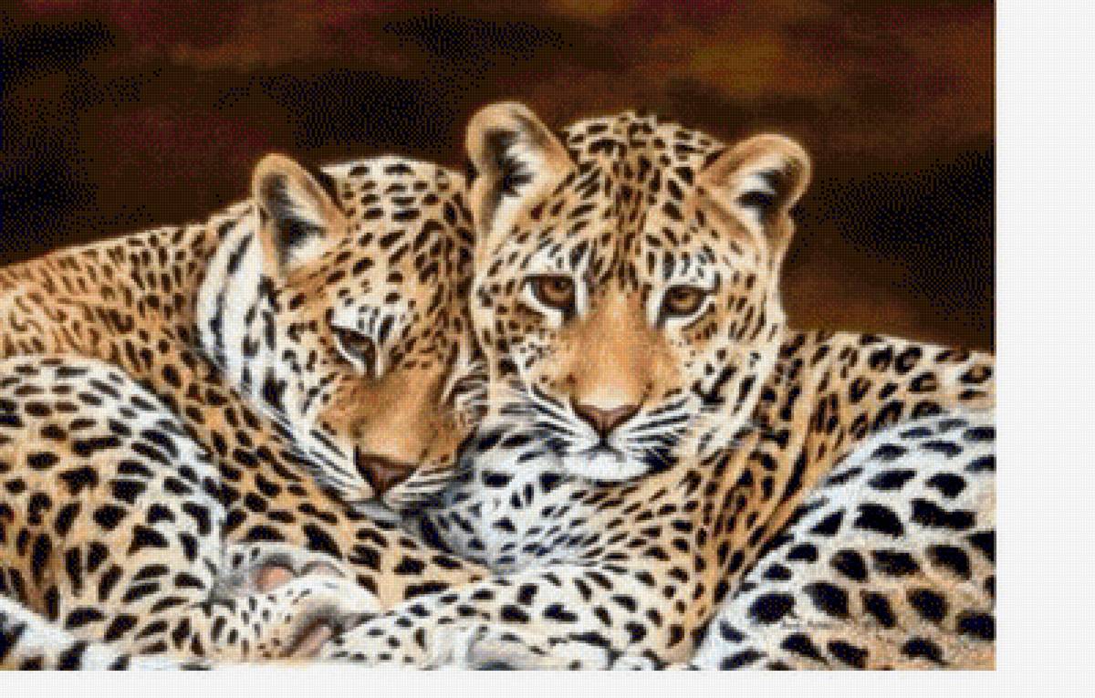 Леопарды - животные, звери - предпросмотр