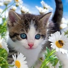 Схема вышивки «кошечка»