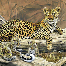 Леопард с котятами.