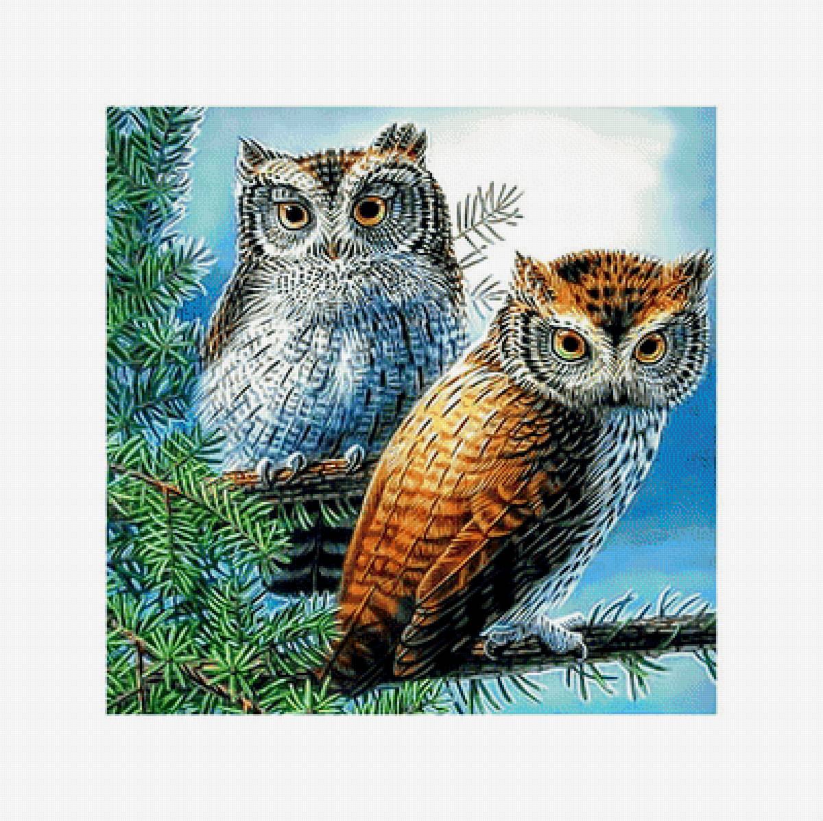 Две совы. - совы, птицы. - предпросмотр